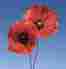 RBL Poppy