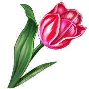 Tulip
